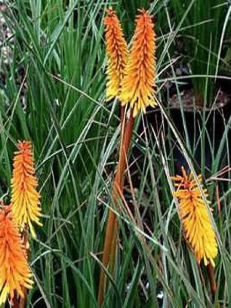 Tritoma 'Shining Sceptre'