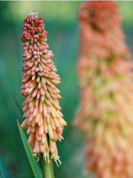 Tritoma 'Vincent Lepage'