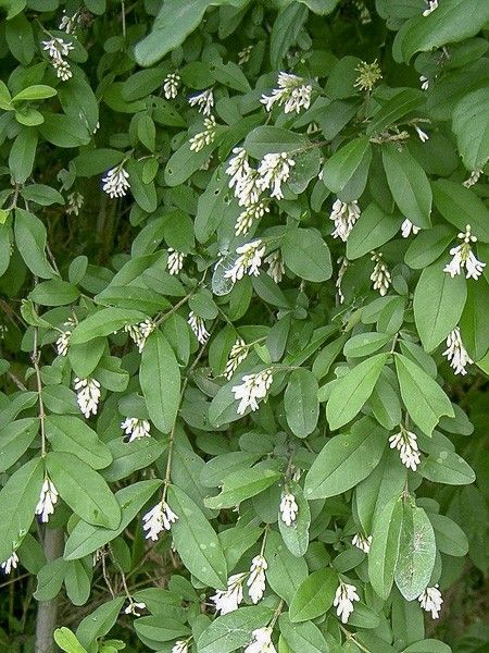 Troène à feuilles obtuses 'Ilvomassi'