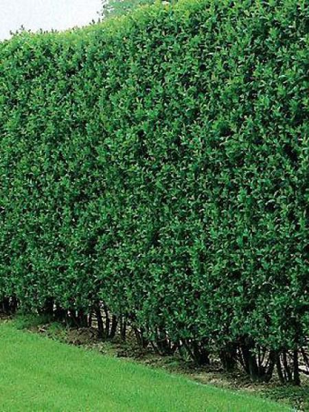 Troène commun, Troène d'Europe 'Atrovirens'