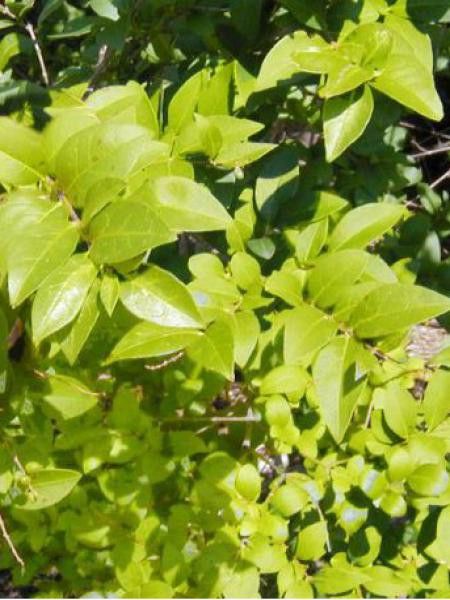 Troène de Californie 'Lemon Lime'