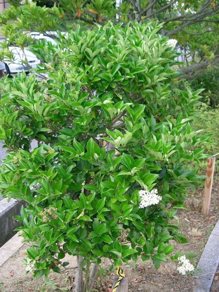 Troène du Japon 'Coriaceum'