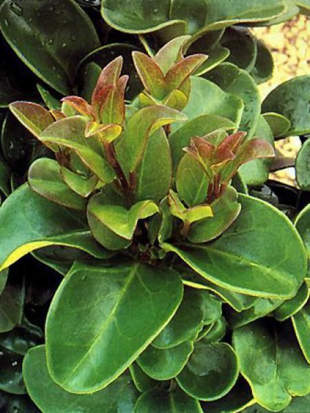 Troène du Japon 'Rotundifolium'