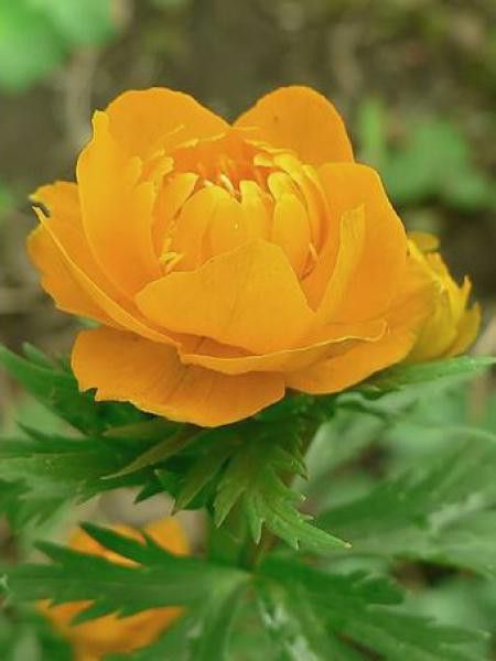 Trollius asiaticus