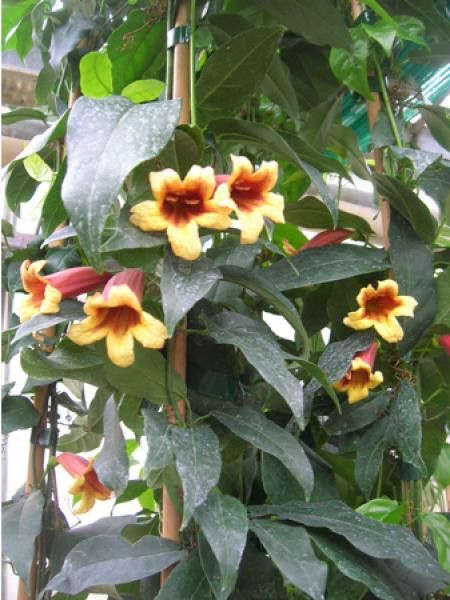 Trompette de Virginie, bignone à vrilles