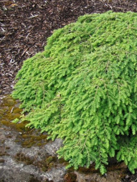 Tsuga canadensis 'Cole's prostrate'