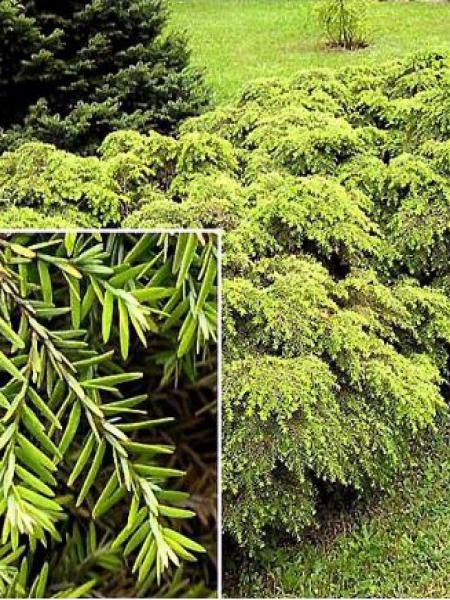 Tsuga canadensis 'Jeddeloh'