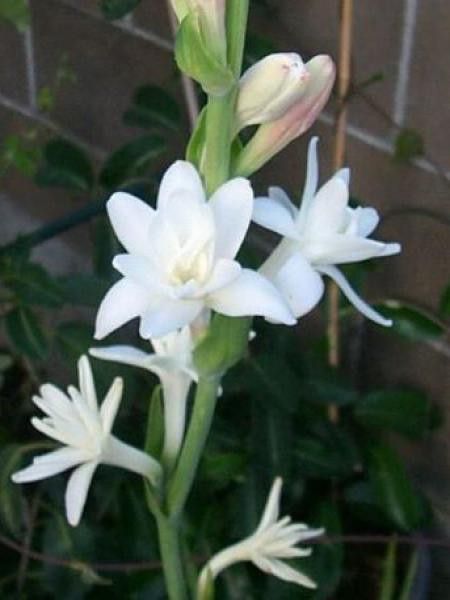 Tubéreuse 'La Perle'