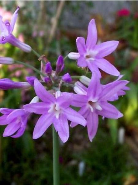 Tulbaghia violacea