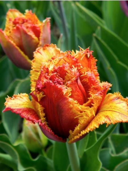 Tulipe 'Bastia'