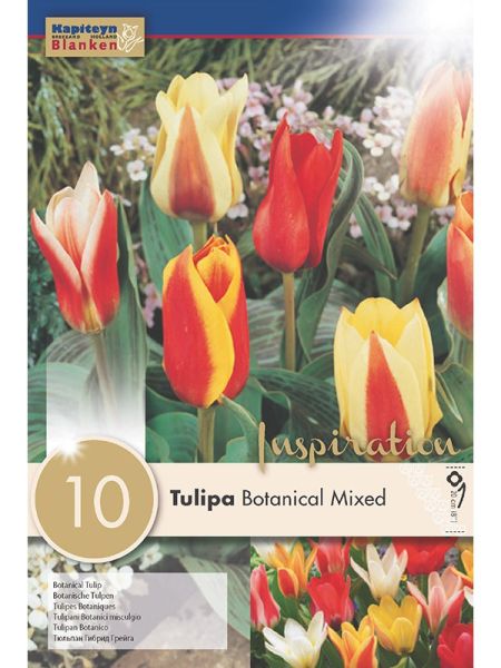 Tulipe botanique 'Mixed Colours'
