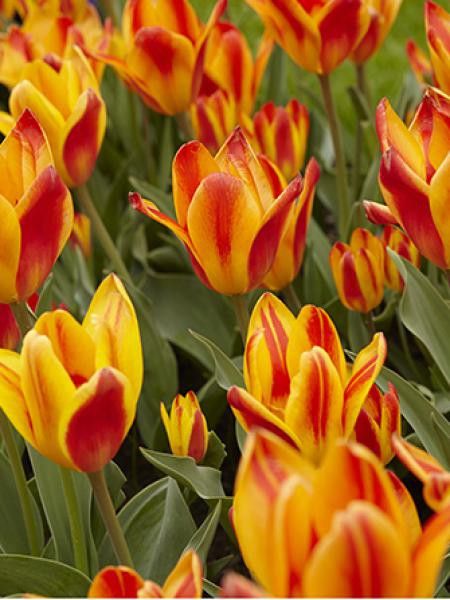 Tulipe botanique 'Spanish Flag'