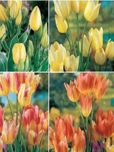 Tulipe caméléon 'Antoinette'