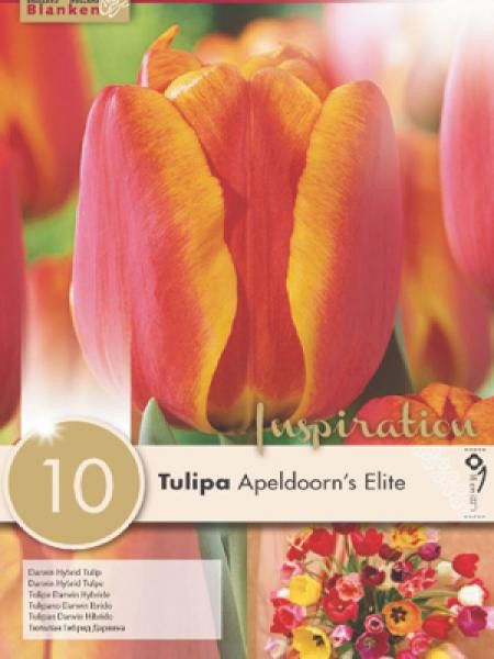 Tulipe de Darwin 'Appeldoorn's Elite'