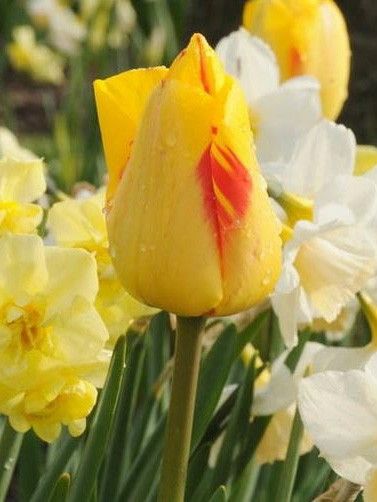 Tulipe de Darwin 'Juliette'