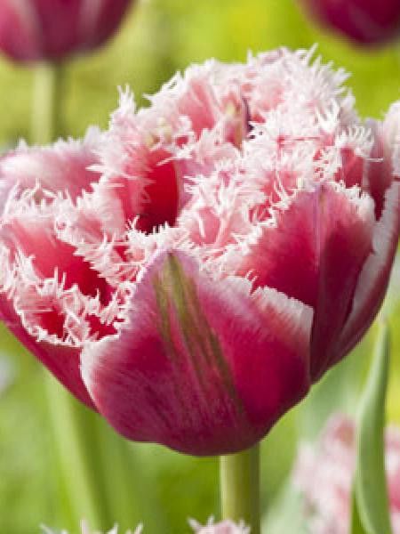 Tulipe dentelles 'Brest'