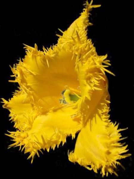 Tulipe dentelles 'Hamilton'