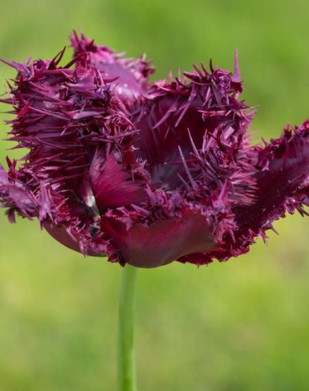 Tulipe dentelles 'Labrador'