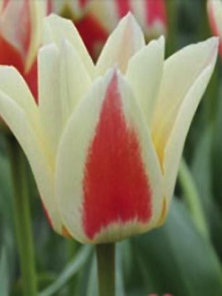 Tulipe 'Diablo'