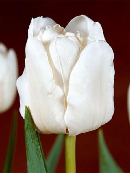 Tulipe double hative 'Mondial'®