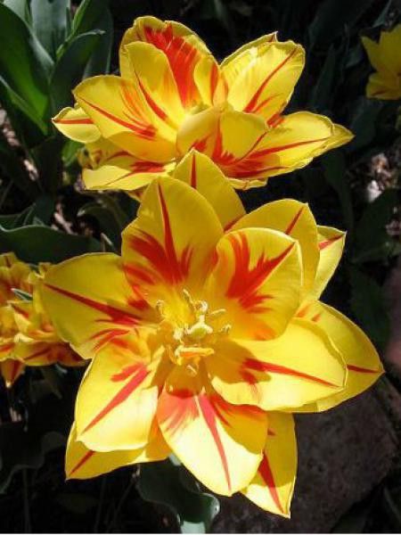 Tulipe double hative 'Monsella'