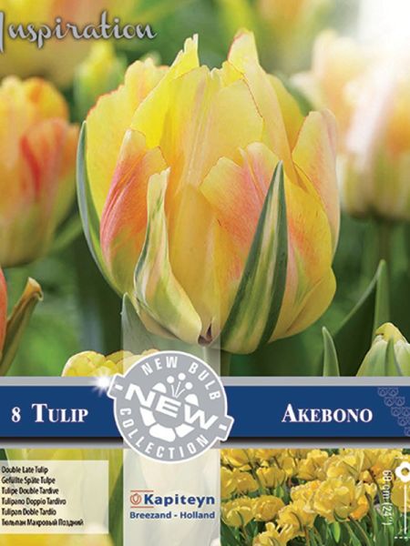 Tulipe double tardive 'Akebono'