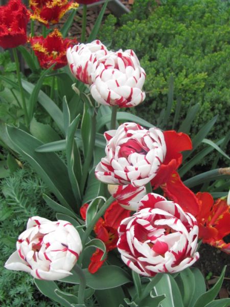 Tulipe double tardive 'Carnaval de Nice'