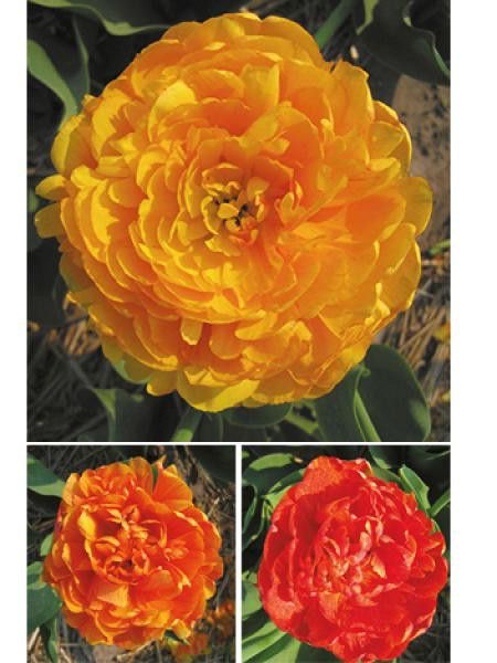 Tulipe double tardive 'Chamaleon Sunlover'