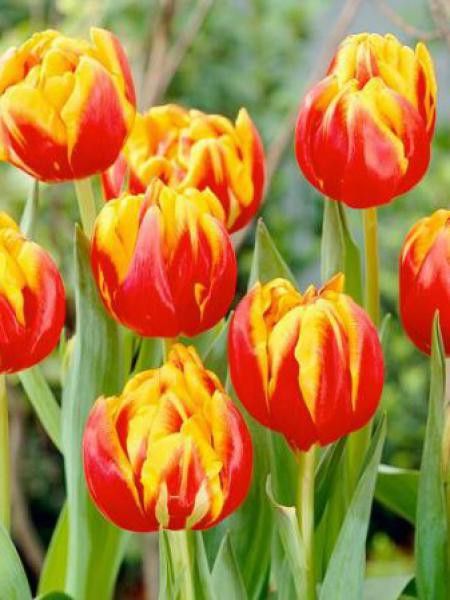 Tulipe double tardive 'Cilesta'