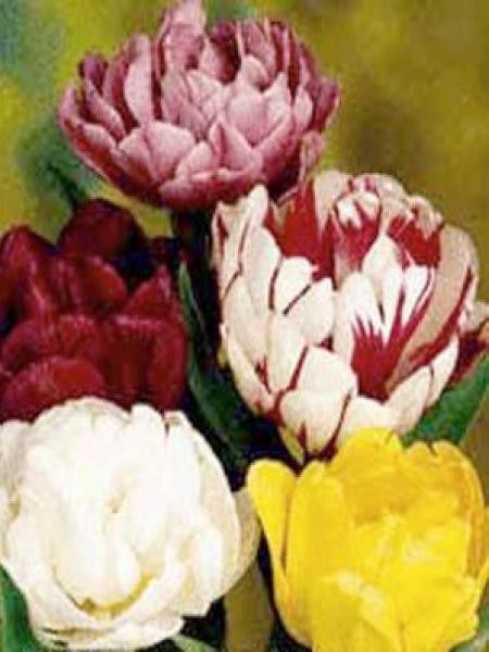 Tulipe double tardive en mélange
