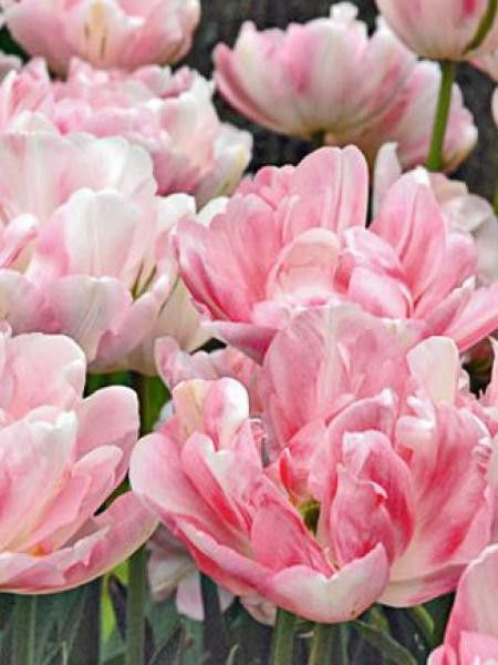 Tulipe double tardive 'Finola'