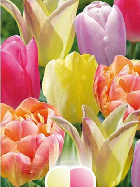 Tulipe en mélange de tons doux