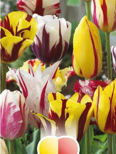 Tulipe en mélange feu d'artifice