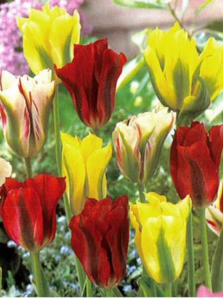Tulipe en mélange 'Green Selection'