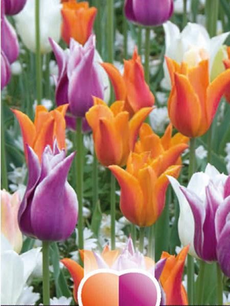 Tulipe en mélange orange, blanc et violet
