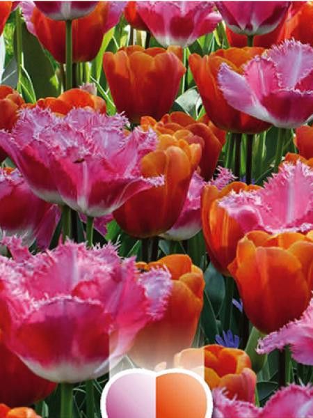 Tulipe en mélange rose à dentelle et orange