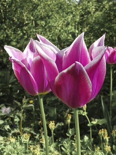 Tulipe fleur de lis 'Ballade'