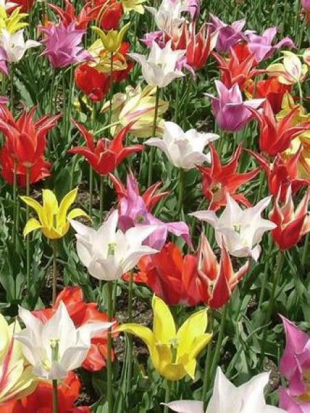 Tulipe fleur de lis en mélange