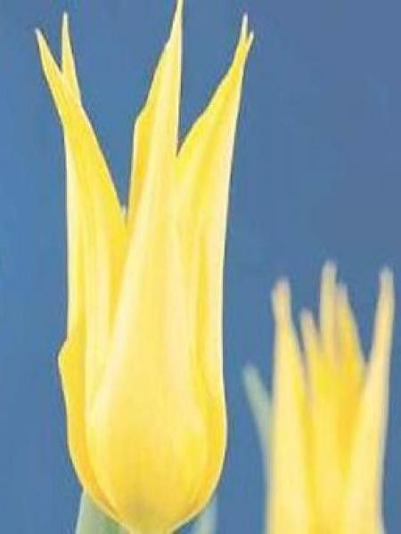 Tulipe fleur de lis 'Inimitable'