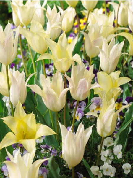 Tulipe fleur de lis 'Johan Cruijff'