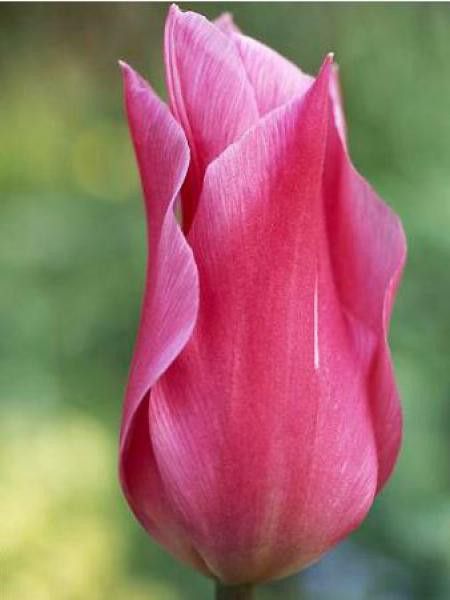 Tulipe fleur de lis 'Mariette'