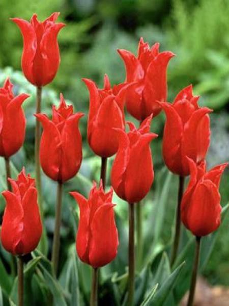 Tulipe fleur de lis 'Pretty Woman'