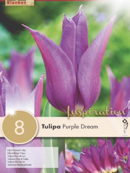 Tulipe fleur de lis 'Purple Dream'