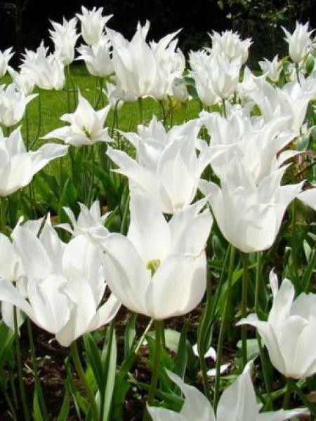 Tulipe fleur de lis 'Sapporo'