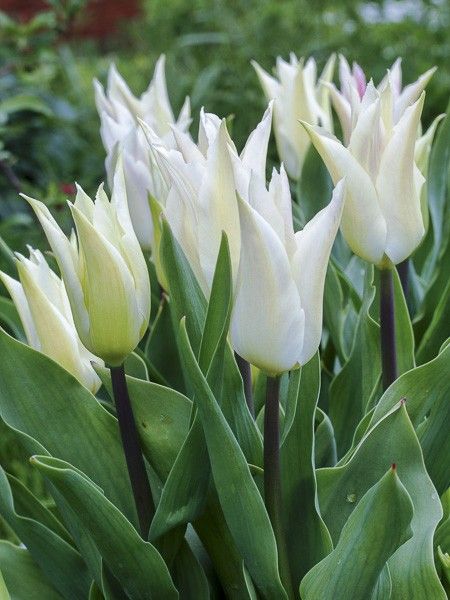 Tulipe fleur de lis 'Très Chic'