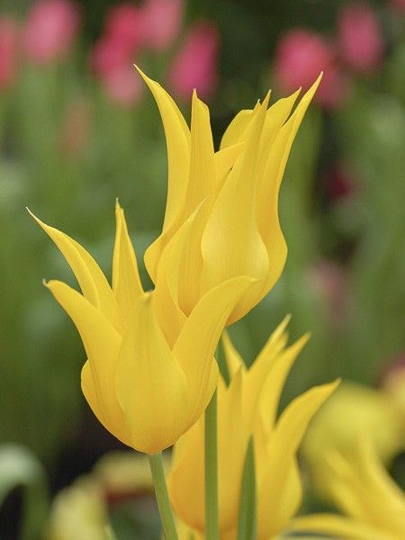 Tulipe fleur de lis 'West Point'