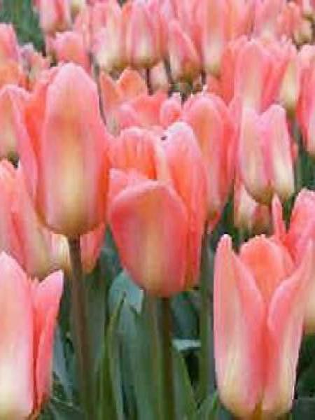 Tulipe fosteriana 'Apricot Emperor'