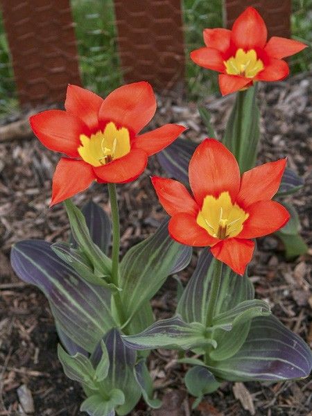 Tulipe fosteriana 'Juan'