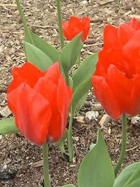 Tulipe fosteriana 'Madame Lefeber'