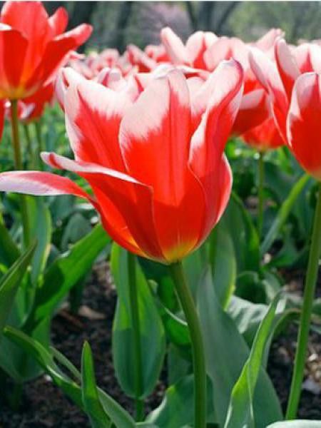 Tulipe fosteriana 'Pirand'